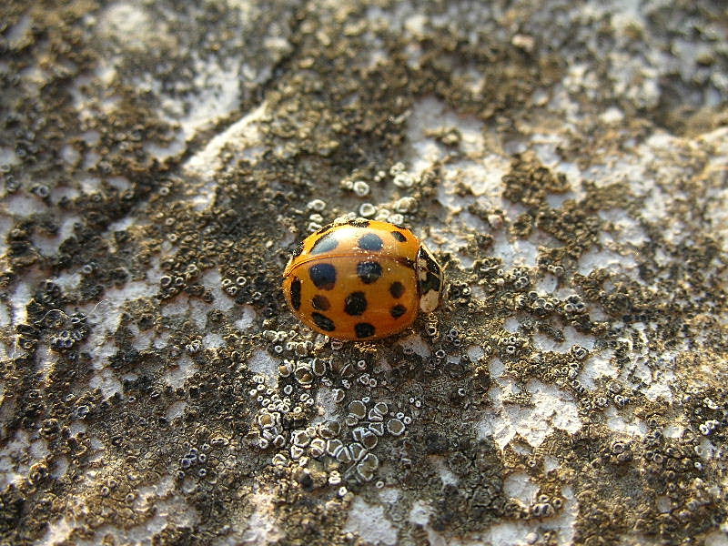 Harmonia axyridis?